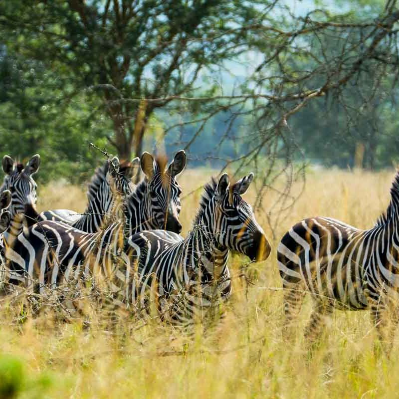 1-day-lake-mburo-tour