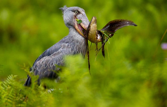 1-day-mabamba-birding-trip