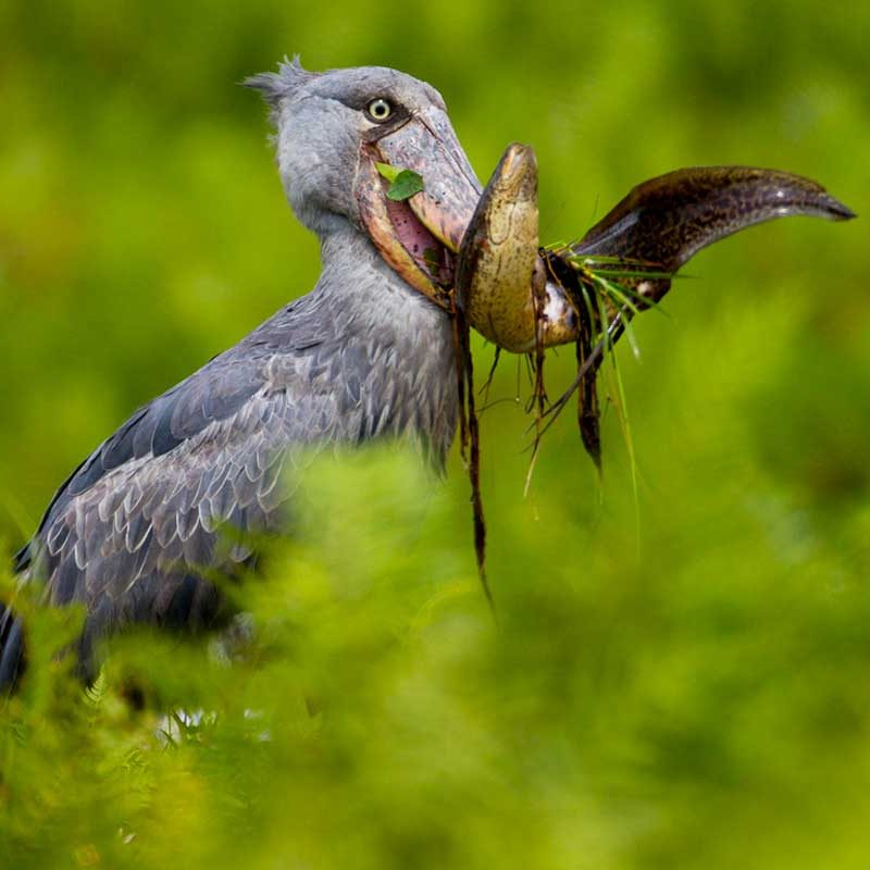 1-day-mabamba-birding-trip
