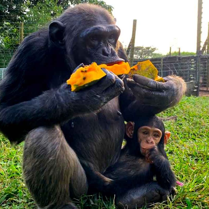 1-day-ngamba-island-visit