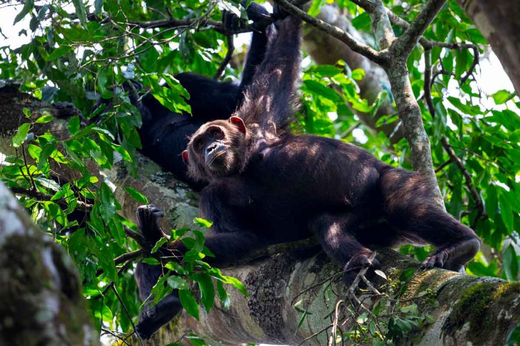 3-days-chimpanzee-trekking-kibale