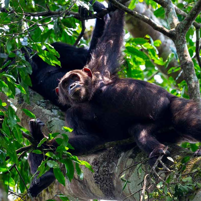 3-days-chimpanzee-trekking-kibale
