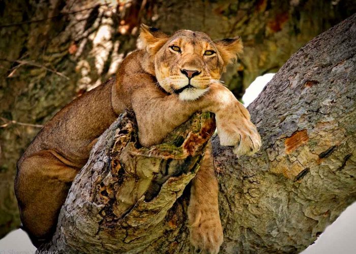 3-days-queen-elizabeth-safari