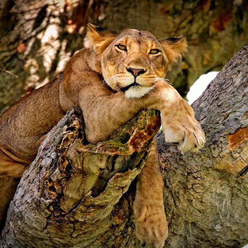 3-days-queen-elizabeth-safari