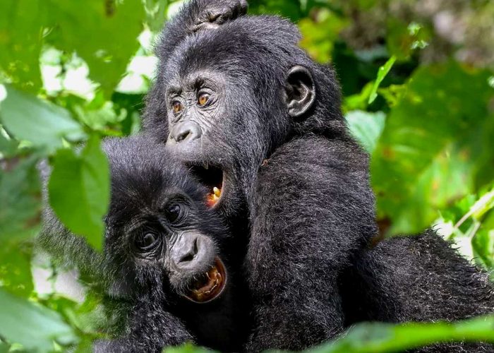 3-days-uganda-gorilla-trekking-safari