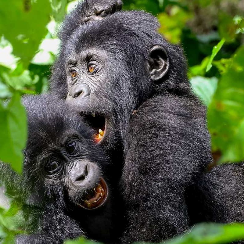 3-days-uganda-gorilla-trekking-safari