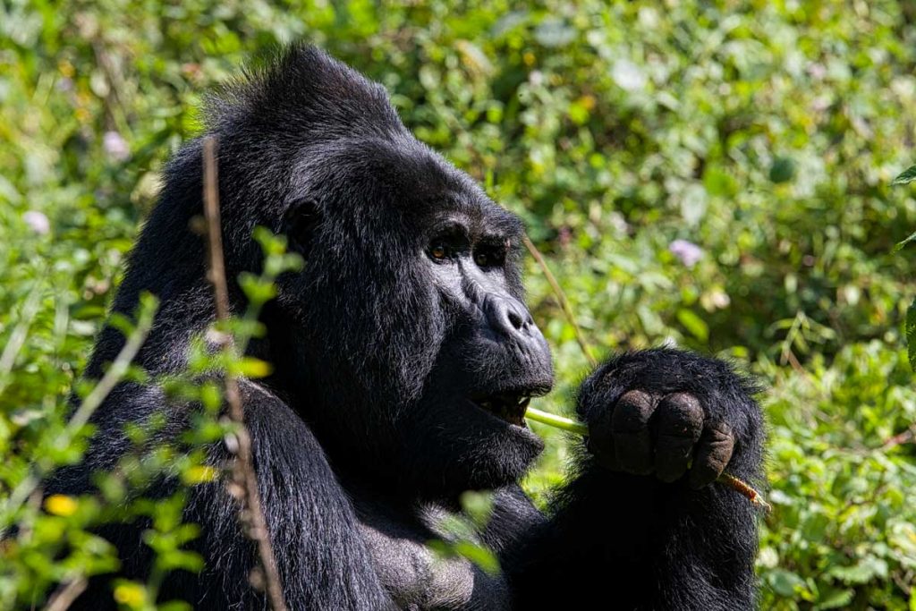 7-days-uganda-gorilla-trekking-tour