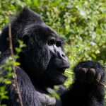 7-days-uganda-gorilla-trekking-tour