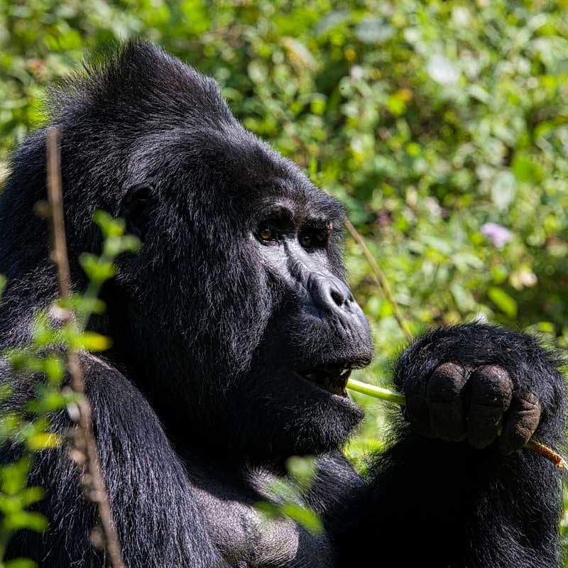 7-days-uganda-gorilla-trekking-tour