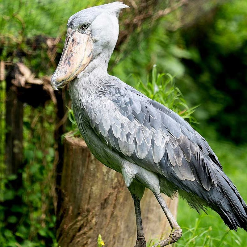 bird-watching-in-uganda