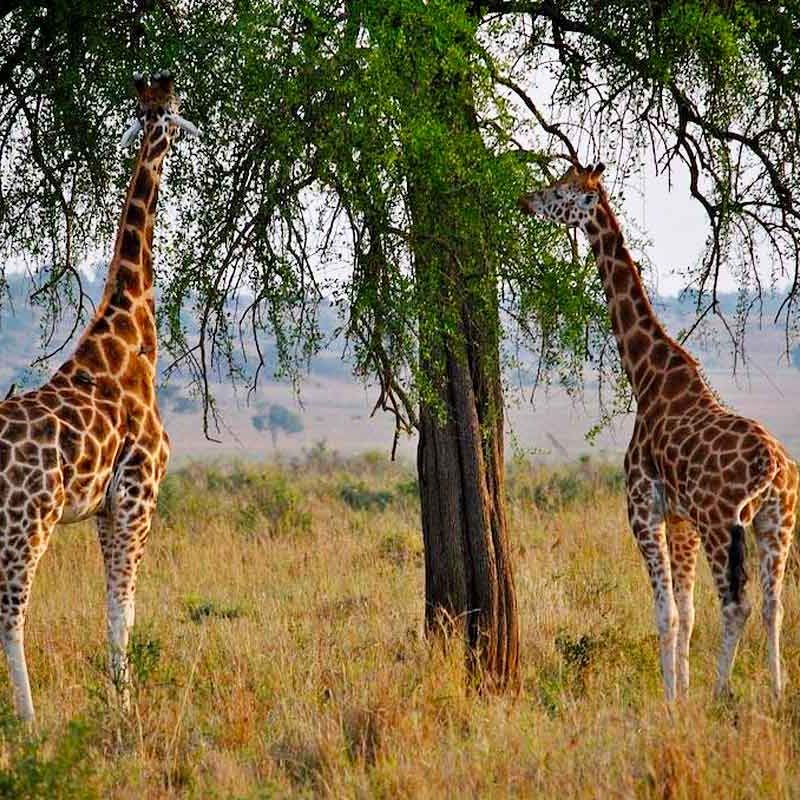 game-viewing-experience-in-uganda