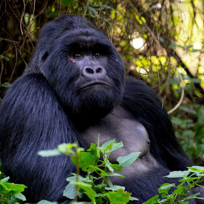 gorilla-trekking-in-uganda
