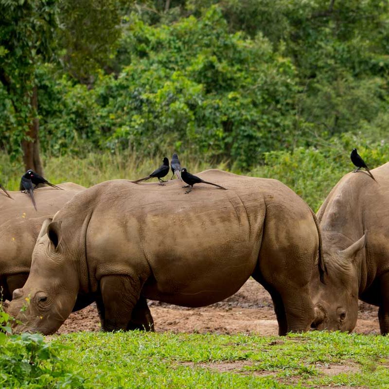 1-day-rhino-tracking-tour
